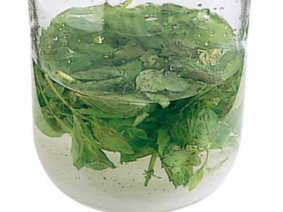 ミント酒 レシピ 脇 雅世さん みんなのきょうの料理 おいしいレシピや献立を探そう