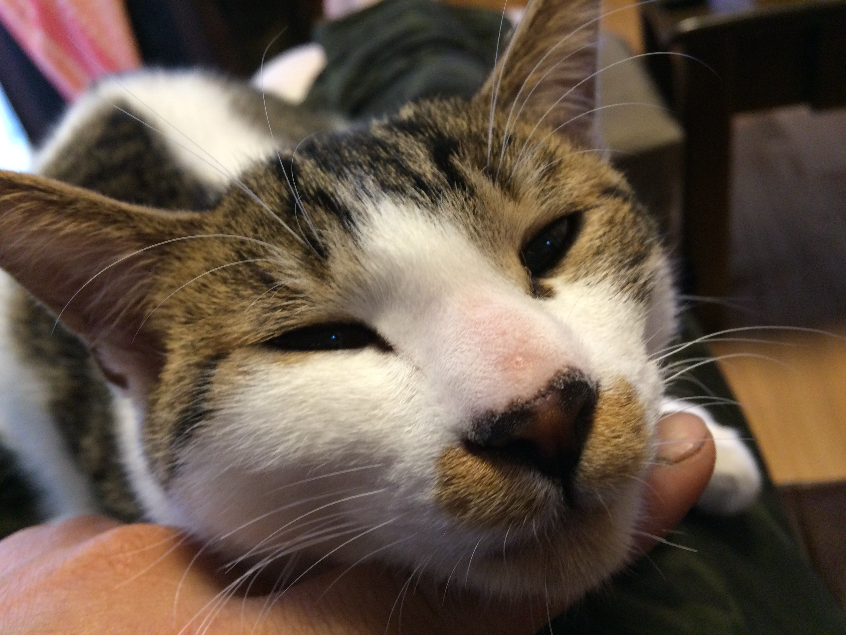 みどりいろ