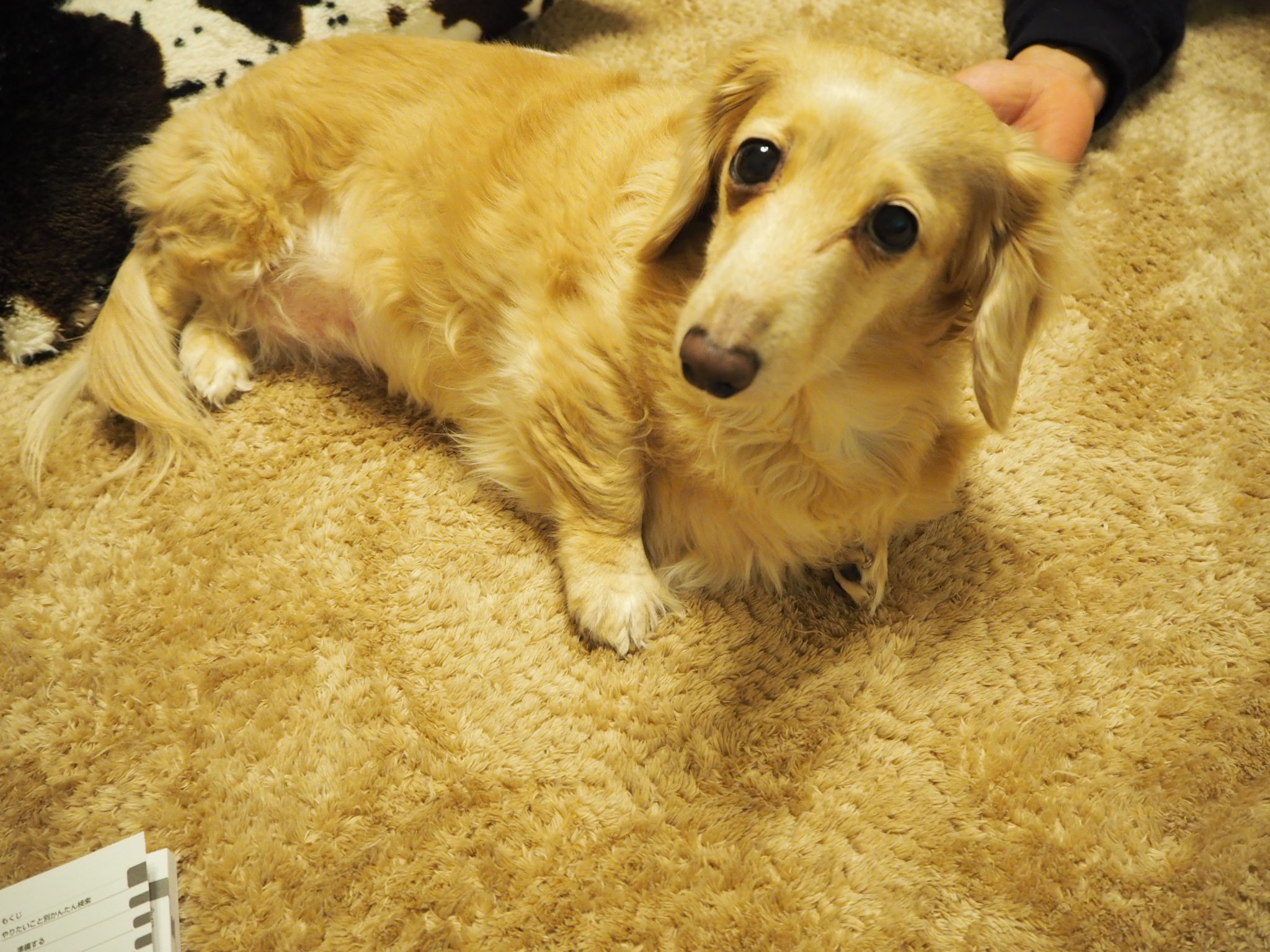 けいちゃんさんのマイレシピ 料理家レシピ満載 みんなのきょうの料理 Nhk きょうの料理 で放送のおいしい料理レシピをおとどけ