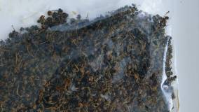 実山椒のしょうゆ煮