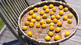 梅の甘いぽたぽた漬け 2-土用干し