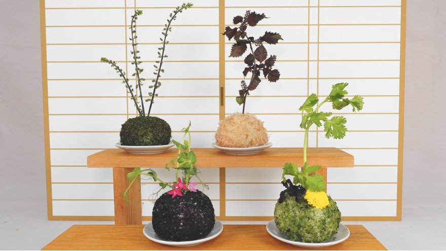 苔玉（こけだま）おむすび