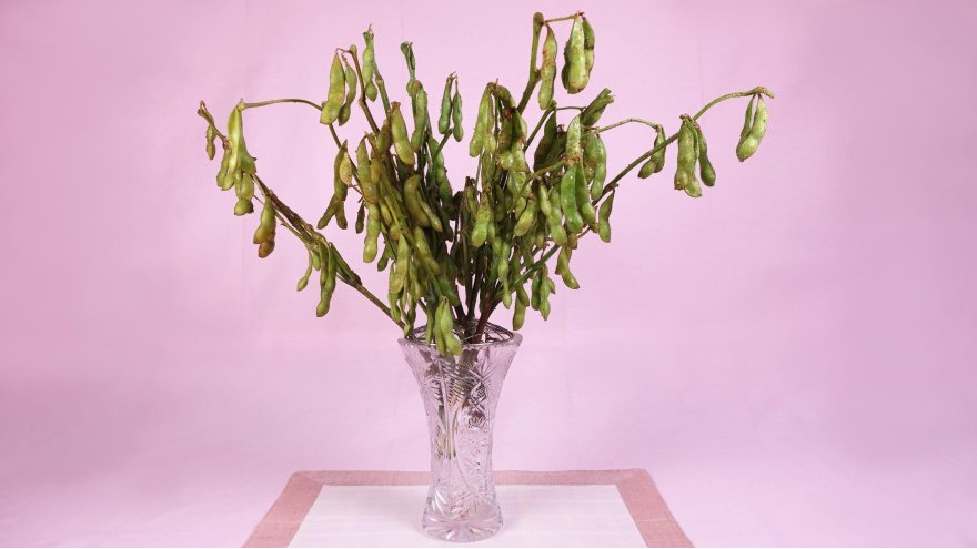 チューチュー枝豆狩り