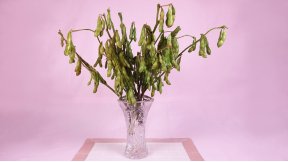 チューチュー枝豆狩り