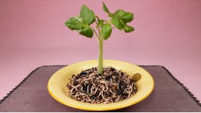 のりのりパスタ