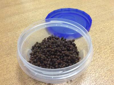 実山椒のつくだ煮