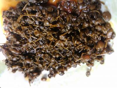 実山椒のつくだ煮