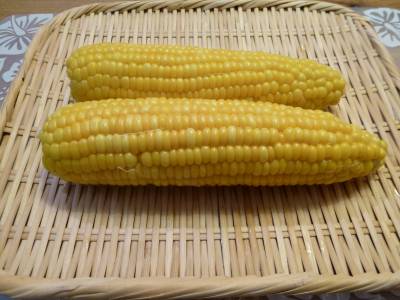 これぞとうもろこし！