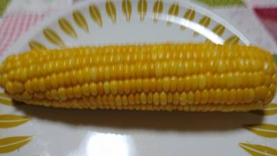 これぞとうもろこし!