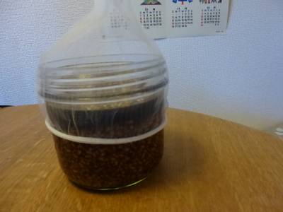 しょうゆ麹(こうじ)