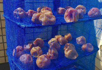 赤じそ入り梅干し（3）土用干し