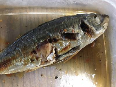 あじの焼きづけ